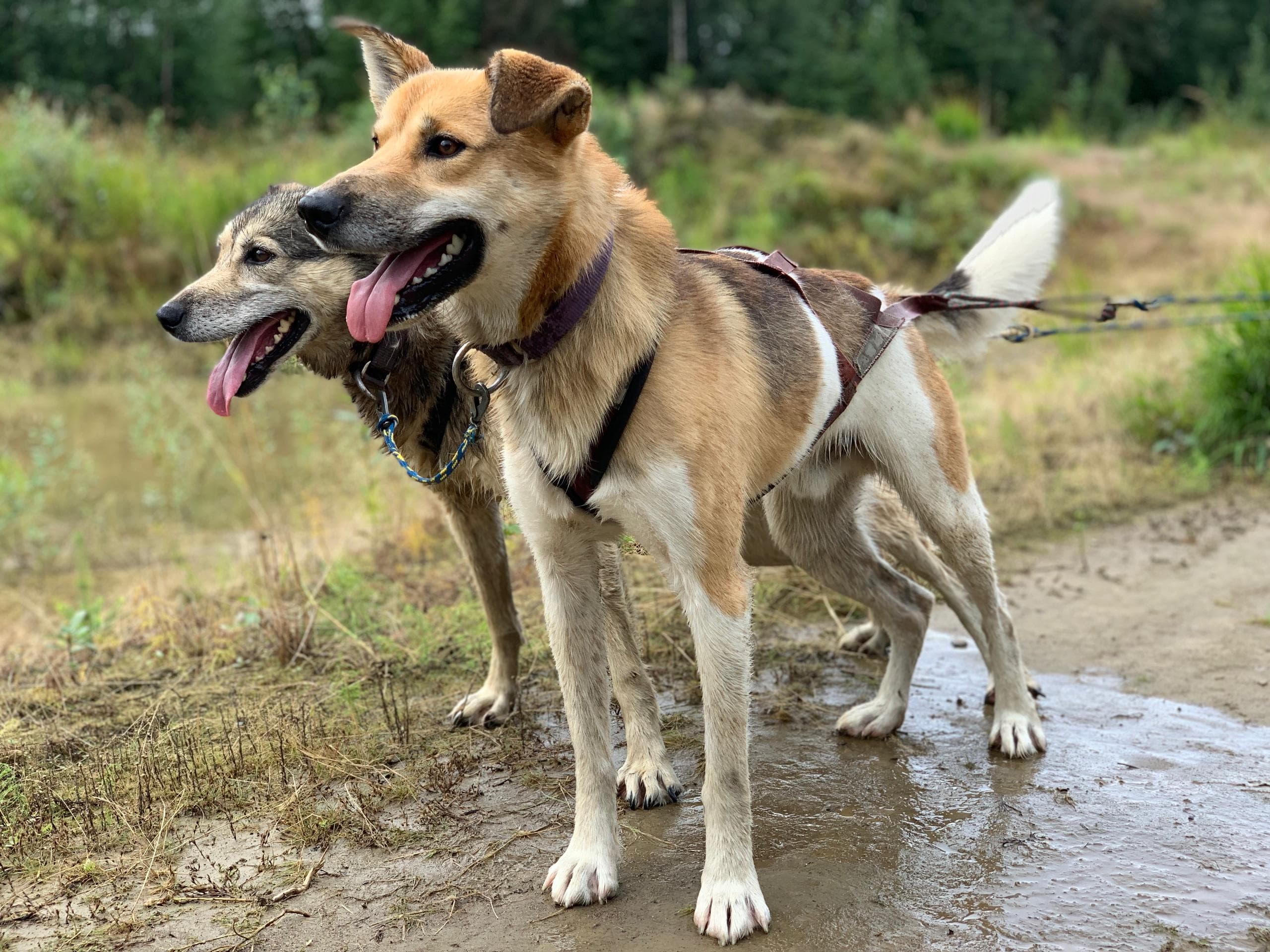 Alaskan sled dogs standing on muddy trail during mushing training