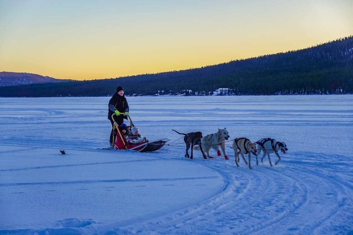 Musher dog sled racing across frozen lake at dusk, snowy trail