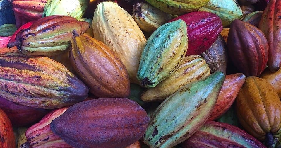 Chocolate Goddess: Bri Bri Plant Medicine & Puerto Viejo Waterfall Tour