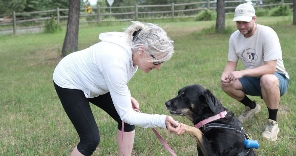 Oh My Dog Training fleet