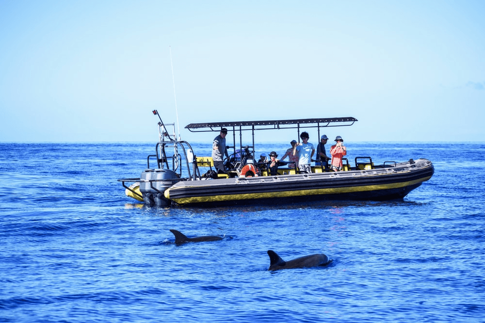 Private Kealakekua Bay Snorkel and Dolphin Watch at Captain Cook Monument photo 1