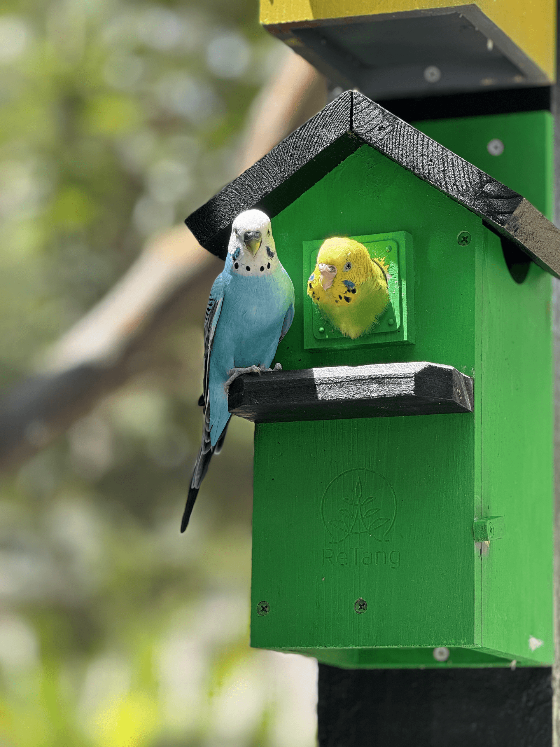Wildlife & Nature: Bird Feeding at Jungle Island