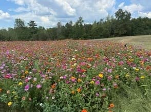 Private Zinnia & Sunflower Photoshoots at Barking Cow Farms in Brilliant, Alabama