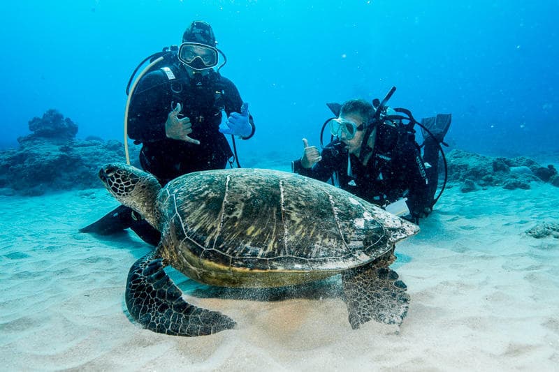 Scuba divers observing green sea turtle on sandy reef bottom