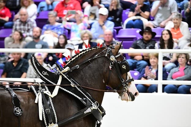 Grandview World Nights: Clydesdales, Percherons & Six-Horse Hitch Action in Ocala photo 1