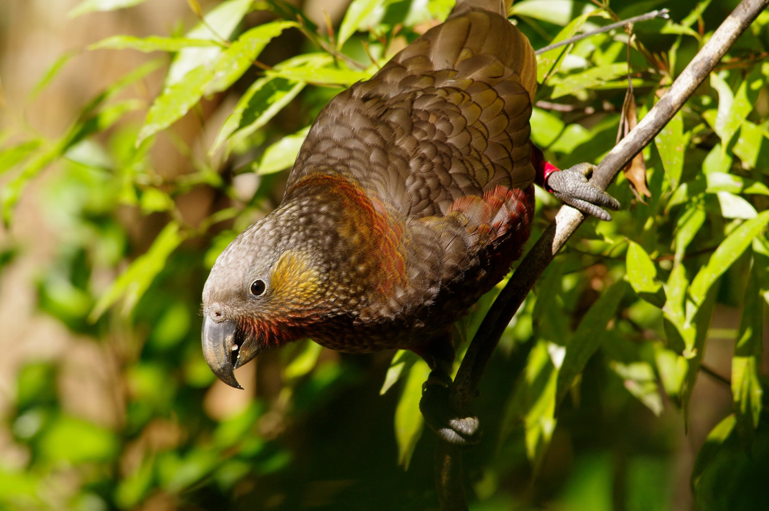 Wildlife & Nature Adventure: Auckland Sanctuary Mountain Tour by TIME Unlimited Tours