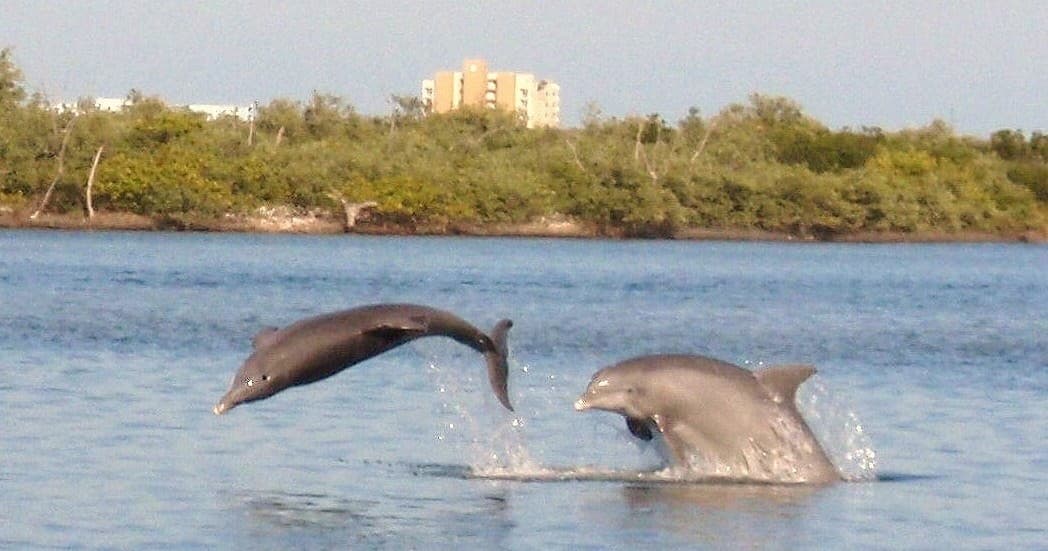 Dolphin Discovery Tour with Marine Discovery Center in New Smyrna Beach