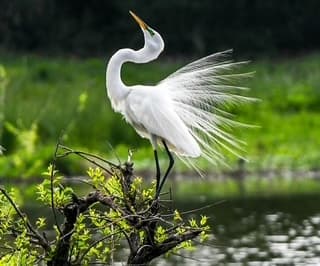 Snowy egret displaying plumes by tidal creek, Beaufort marsh