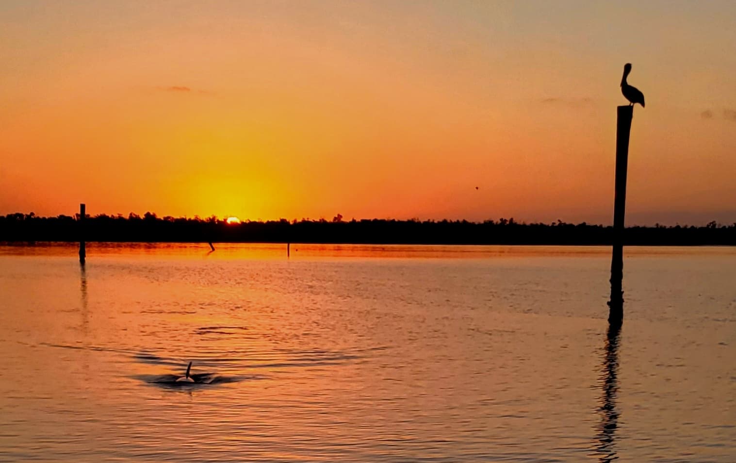 Sunset Shelling & Dolphin Tour by Island Excursions in Marco Island