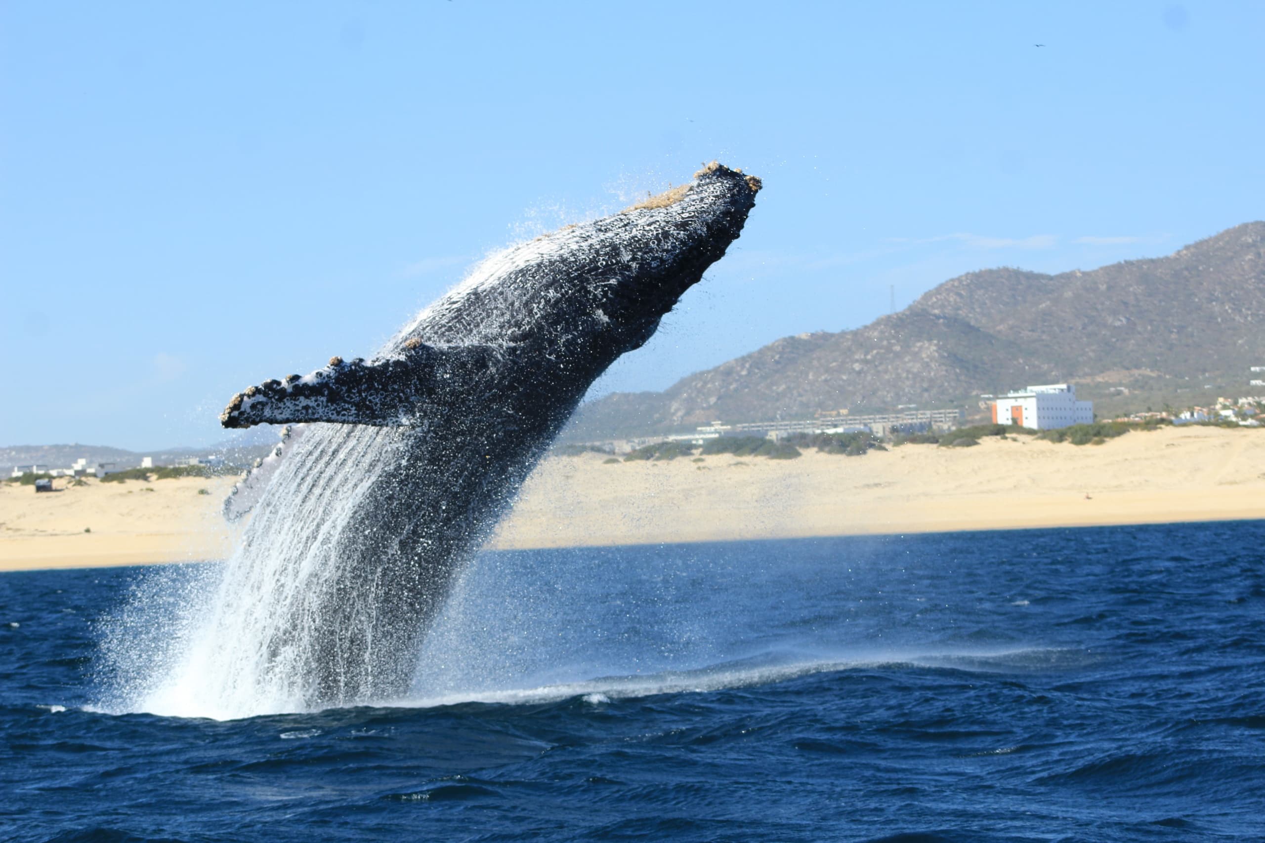 Thrilling Cabo GBB Adventure with Envatours in Cabo San Lucas