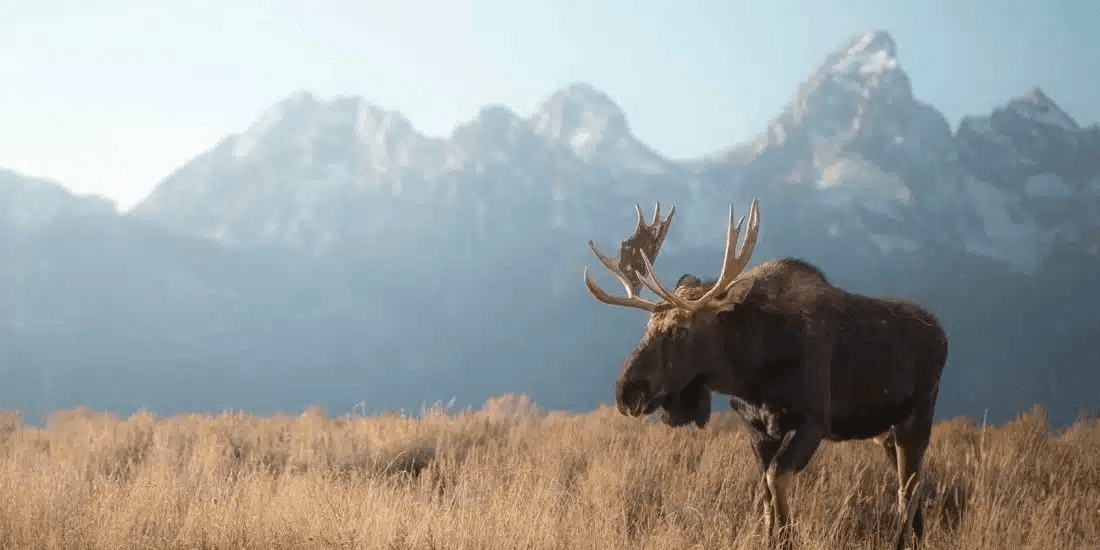 Yellowstone & Grand Teton Wildlife Safari Tour