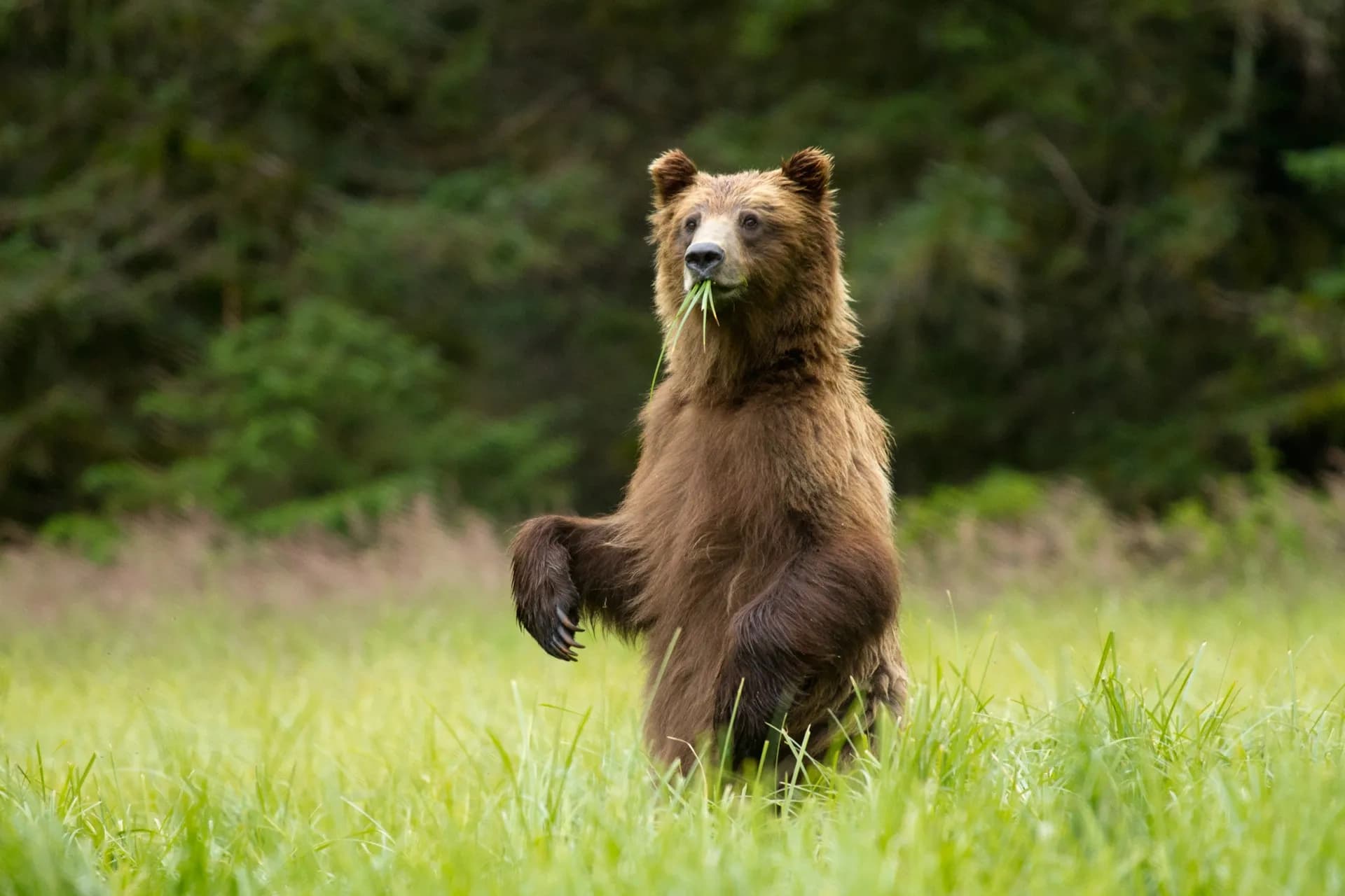 Private Sitka Wildlife Boat Tour — Full-Day Wildlife & Shore Exploration in Sitka Sound