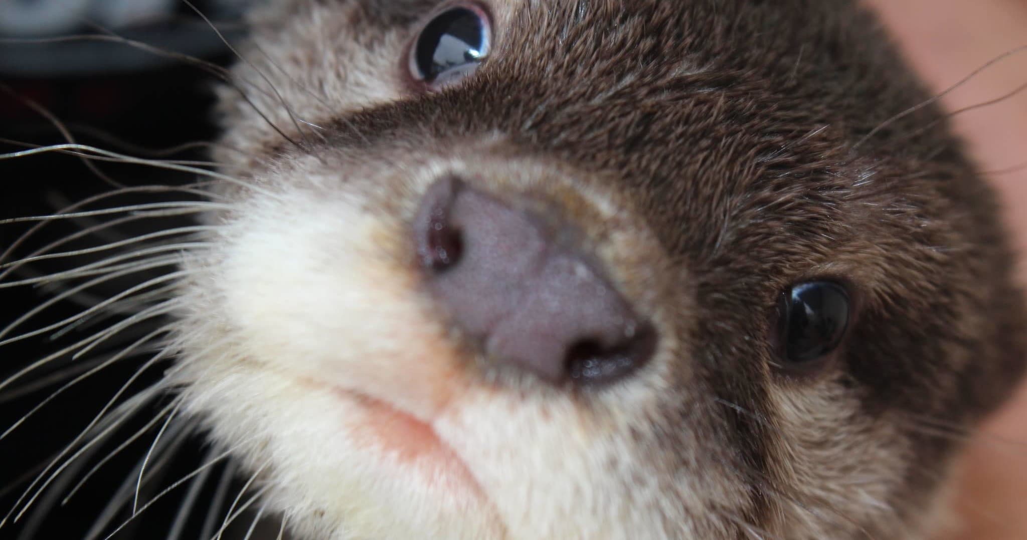 Close-up otter face sniffing camera in rescue center