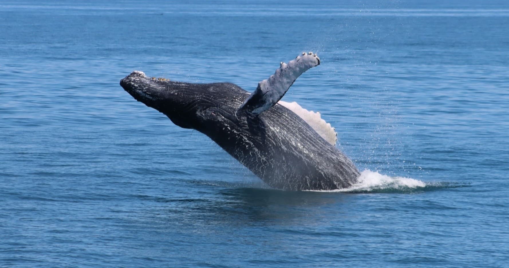 3-Hour Whale, Dolphin, and Bird Watching Cruise from Cape May, NJ
