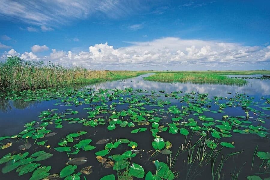 Lilypads and wetlands in Everglades National Park panorama