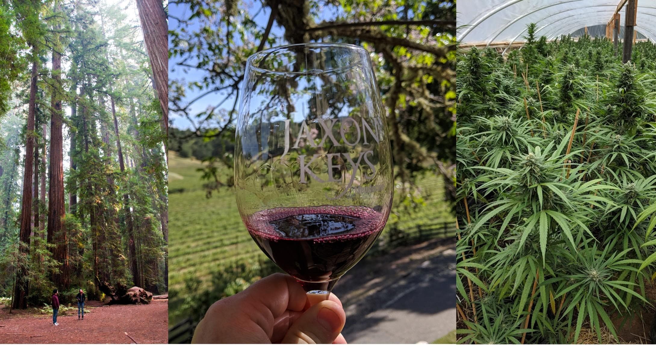 Anderson Valley Wine Tour: San Francisco to Mendocino Escape