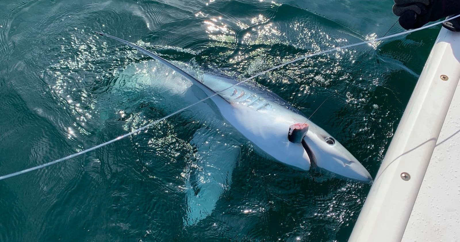 Shark Fishing Charter with Blue Bandit off Cape Cod