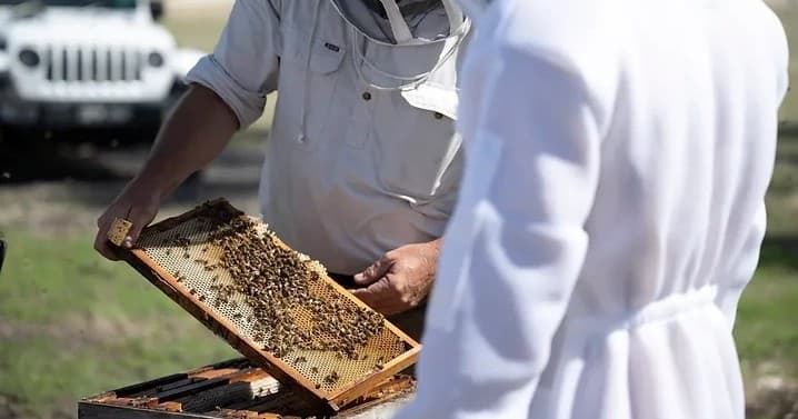 Hands-On Beekeeping at Kangaroo Island Living Honey