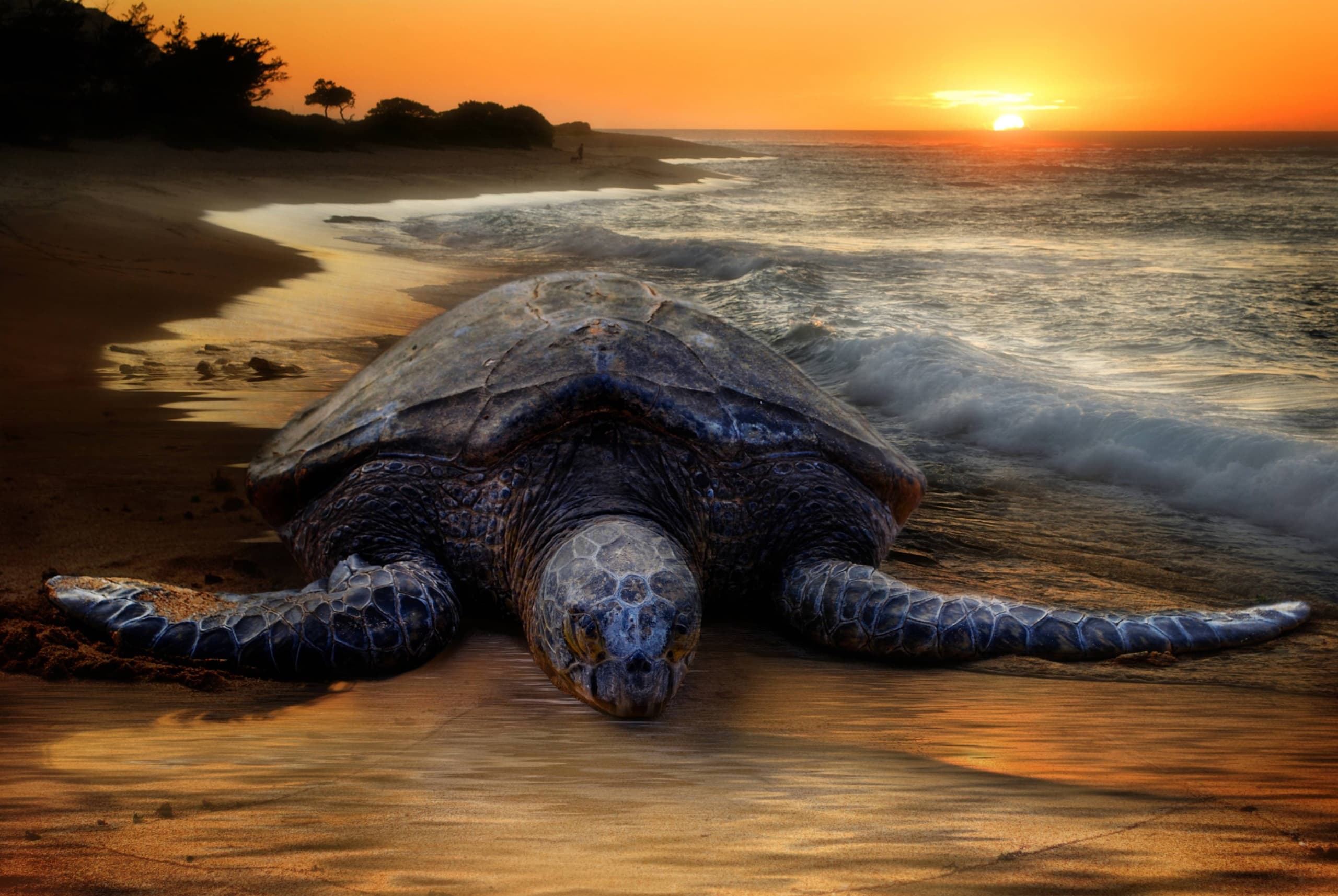 Sea turtle resting on sandy Hawaiian beach at sunset