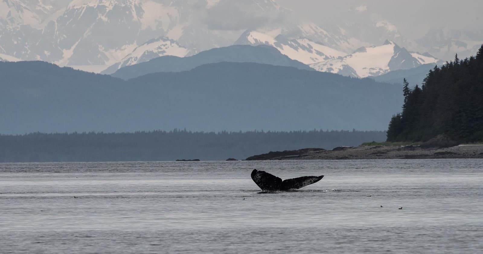 Whale Watching with Hoonah Whale Tours in Juneau