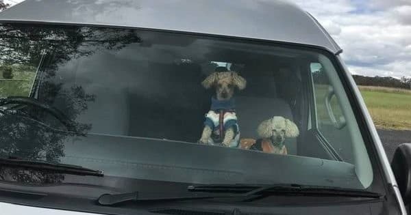 Pet-Friendly Bark & Barrels Tour with Filippo's Tours