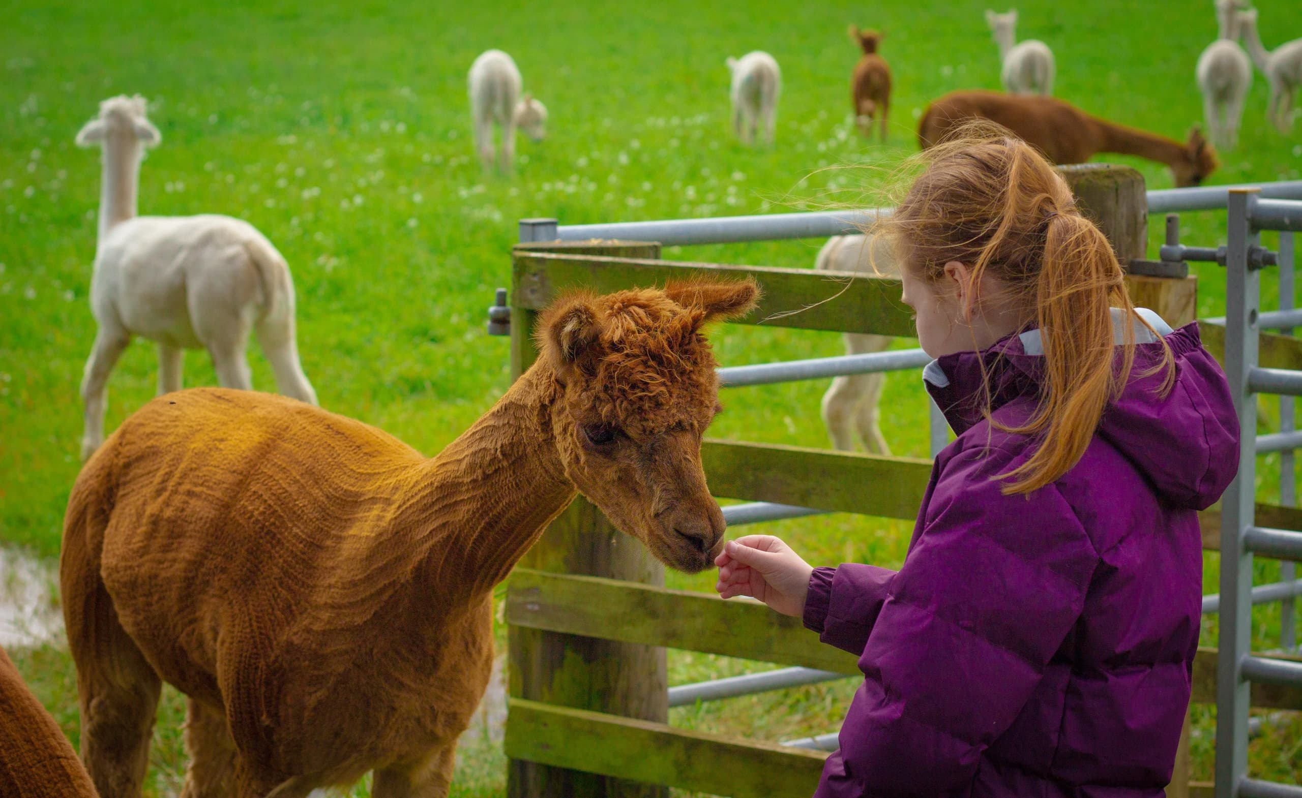 Farm Life & Family Fun at Newton Farm Holidays & Tours