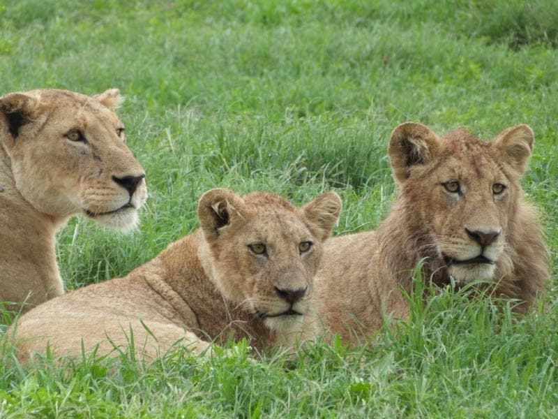 9 Days Safari Adventure Across Tanzania's Savannah