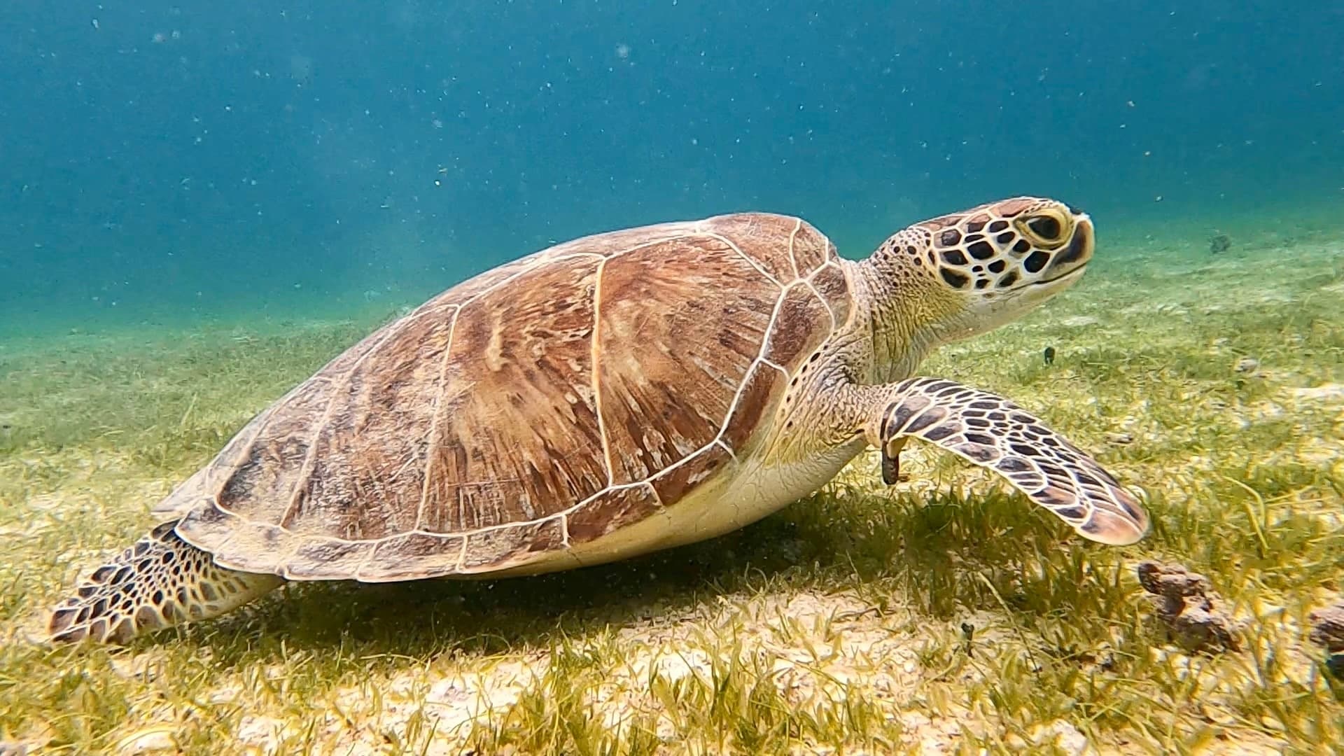 USVI Full-Day Private Charter on 32' World Cat for Island Hopping & Snorkeling photo 2