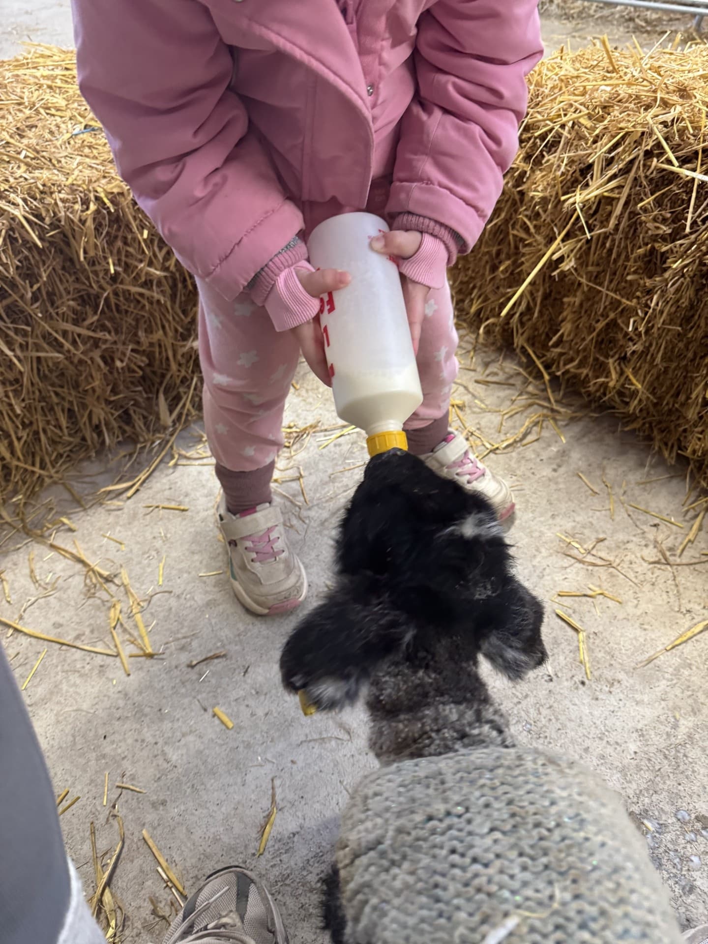 Little Lamb Bottle Feeding at Upper Dysart Larder — Montrose Spring Experience photo 1