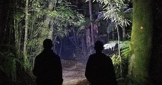 Night forest walk in Rotorua with silhouetted hikers on trail