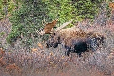 Denali Highway Photography Expedition: Private 3-Day Alaska Photo Masterclass
