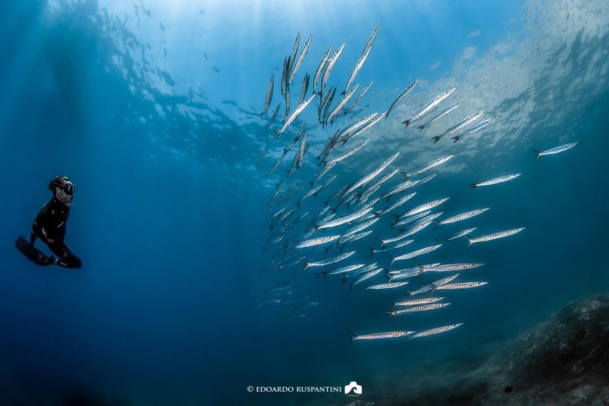Scuba diver swimming with schooling fish in Mediterranean