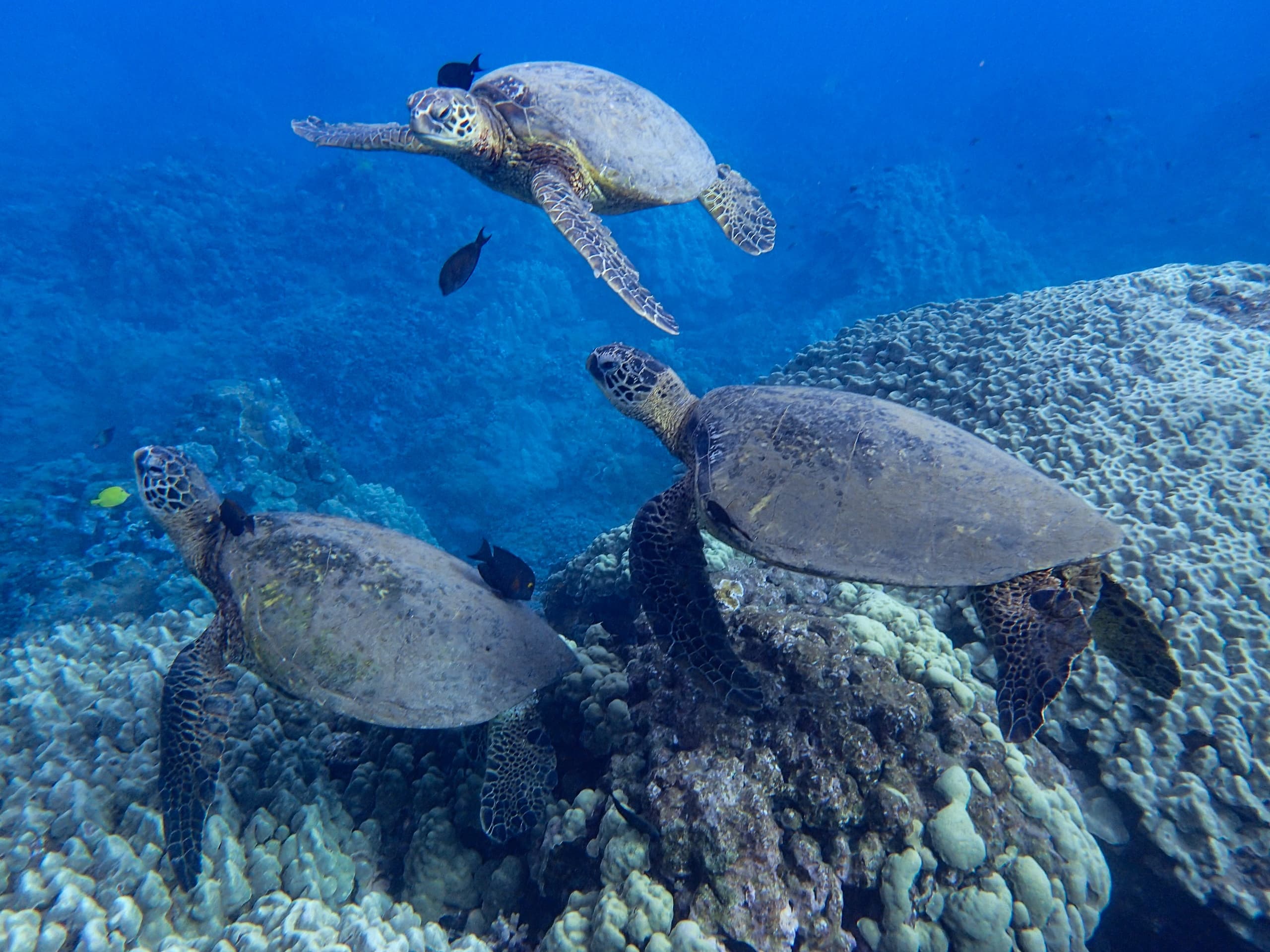 Three Hawaiian green sea turtles grazing on reef in crystal water