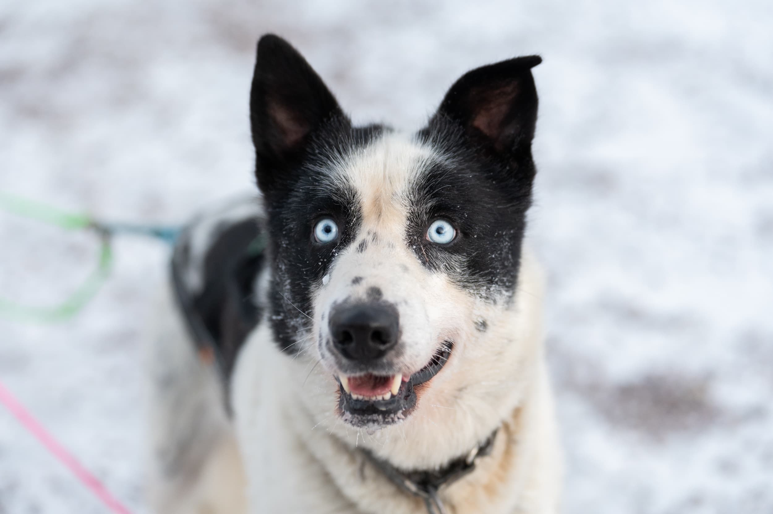 The Husky Experience: Thrilling Sled Rides and Authentic Alaskan Husky Encounters in Rovaniemi