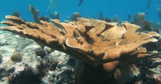 Marquesas Keys Island Wreck Hop Snorkel in Key West
