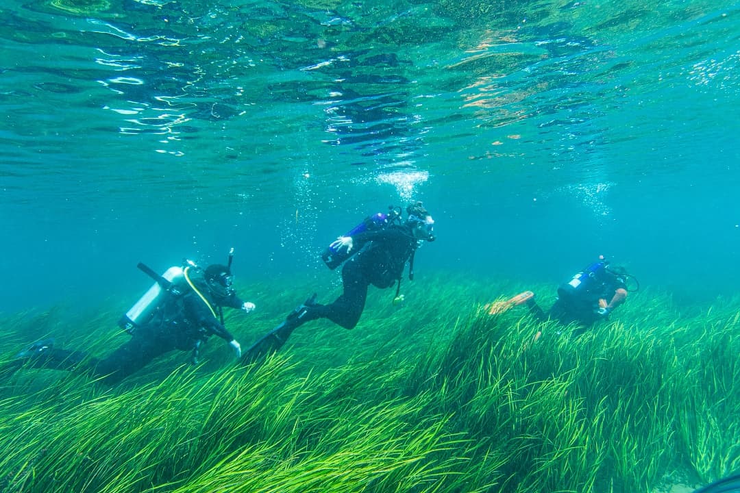 Homeschool Dives at Manatee Springs: Guided Rainbow River Adventures