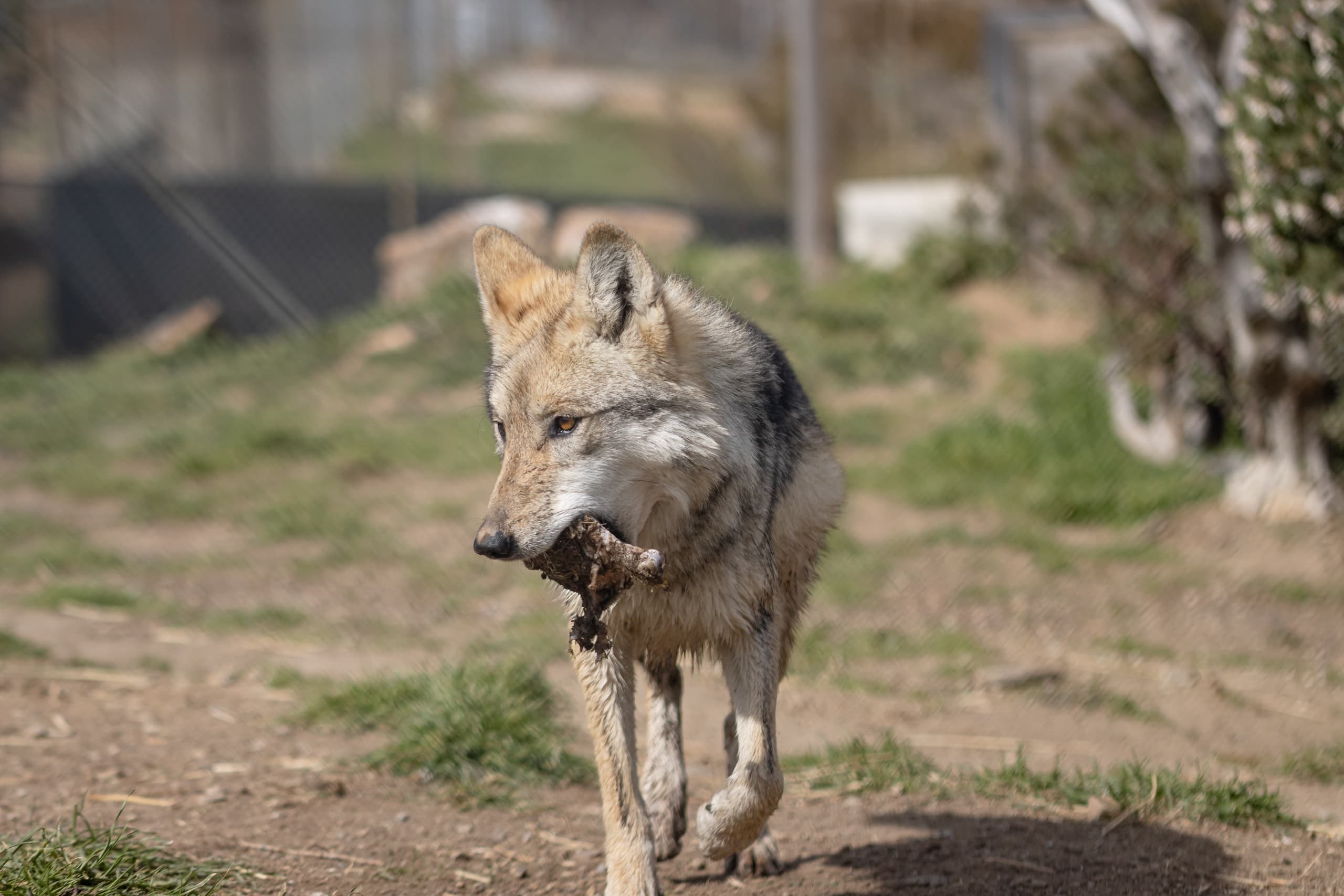 Feeding Tour at California Wolf Center in Julian, CA