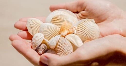 Naples Shelling and Dolphin Tour: 6-Hour Island Boat Charter
