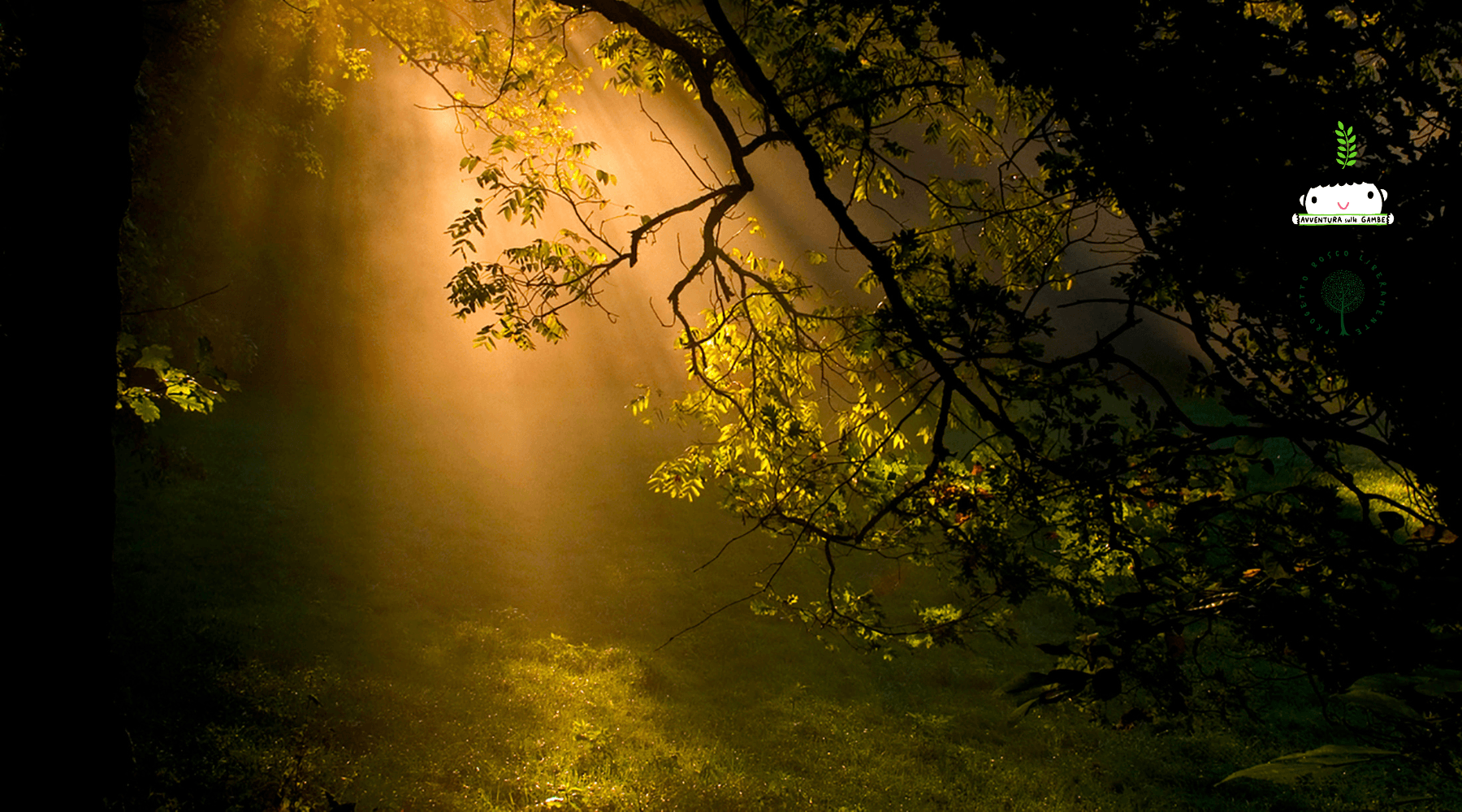 Forest Bathing Adventure in Parco del Ticino: Reconnect with Nature on a Guided 3-Hour Walk