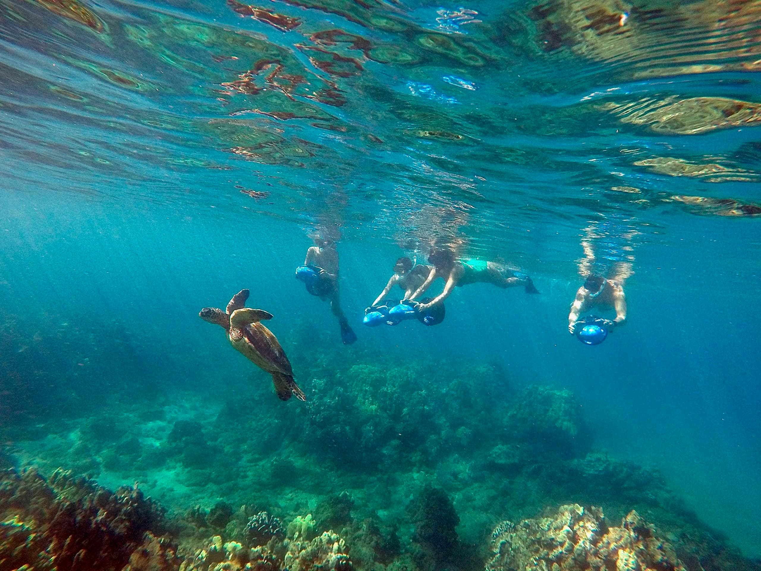 Snorkelers floating over turquoise reef with sea turtles