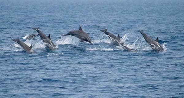 Whale & Dolphin Watching Adventure in San Diego