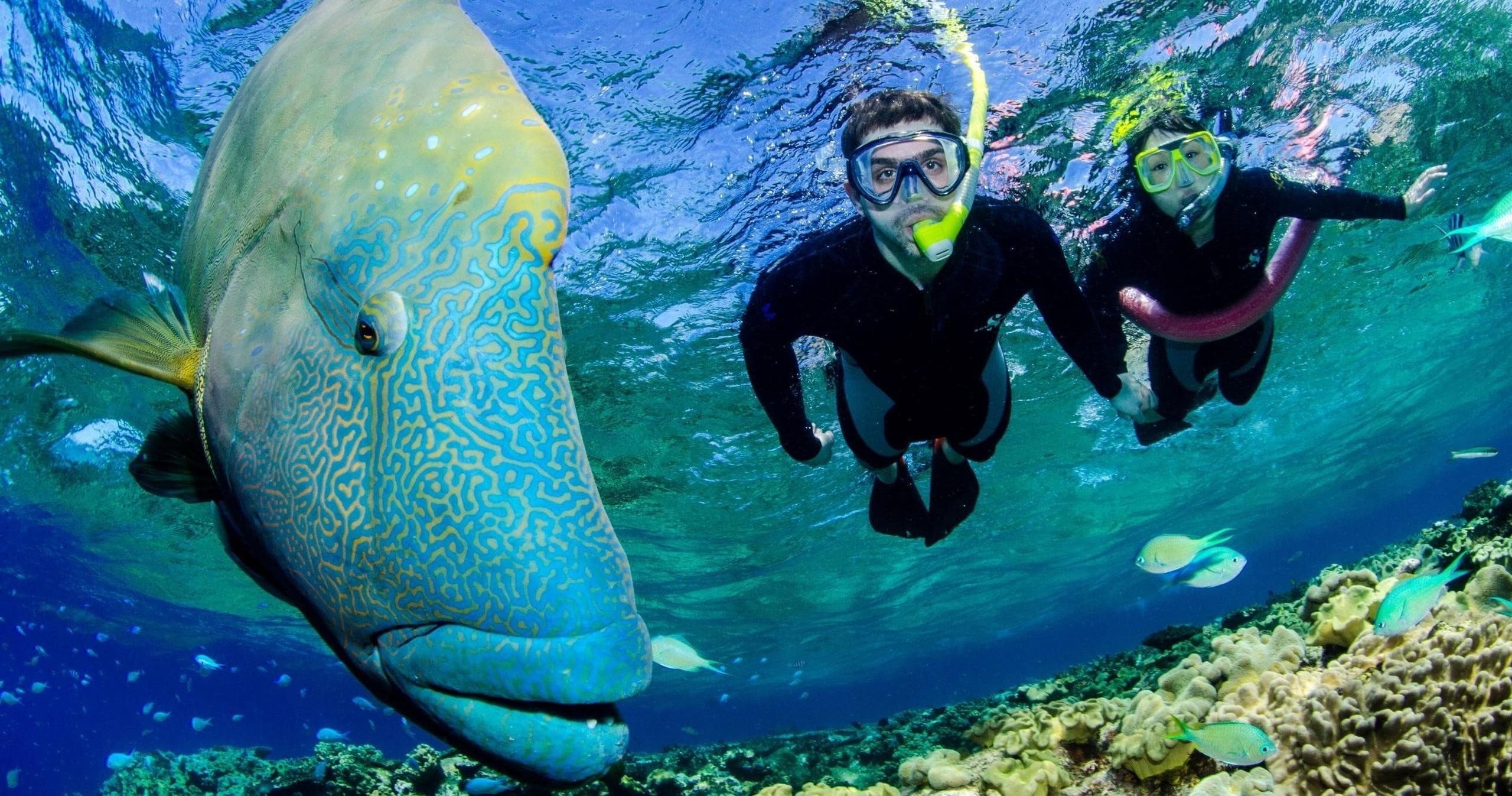 Snorkelers encountering giant reef fish in shallow tropical lagoon