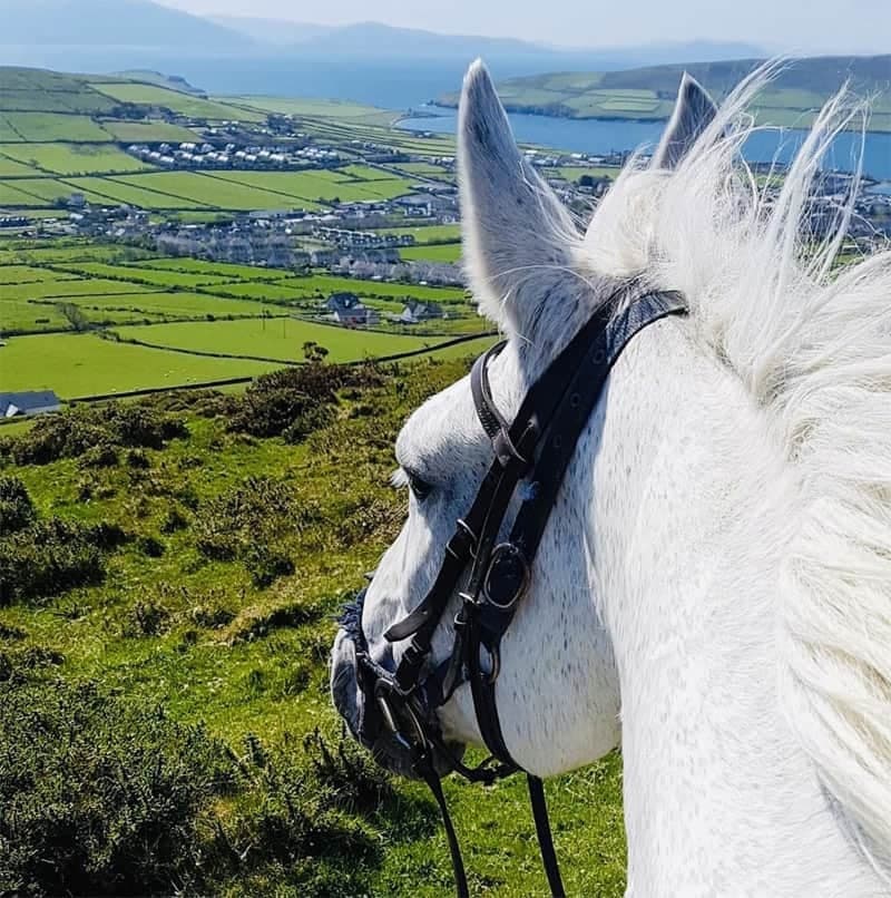 Shamrock Trail Ride with Dingle Horse Riding in Ireland