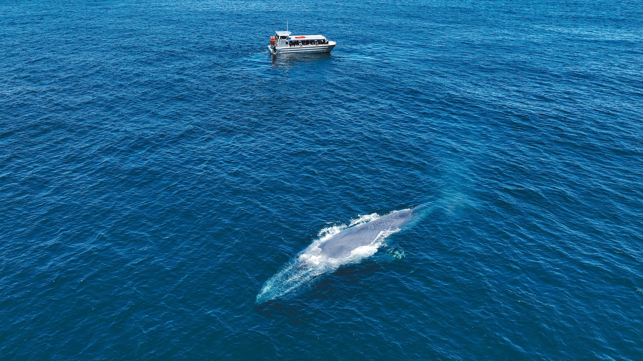 2025 Blue Whale Tours Aboard Hana Hou in San Diego