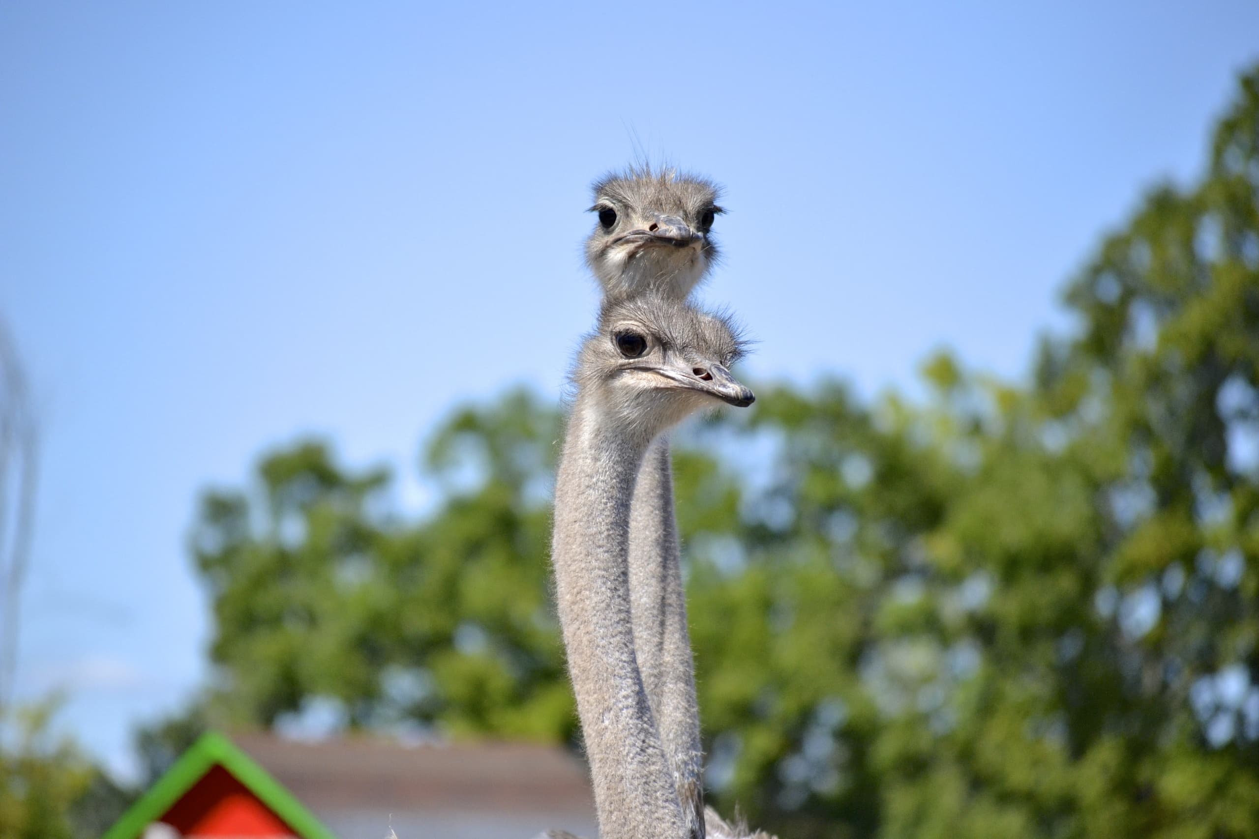 Outdoor Adventures at Ostrich Land: Unique Farm Experiences