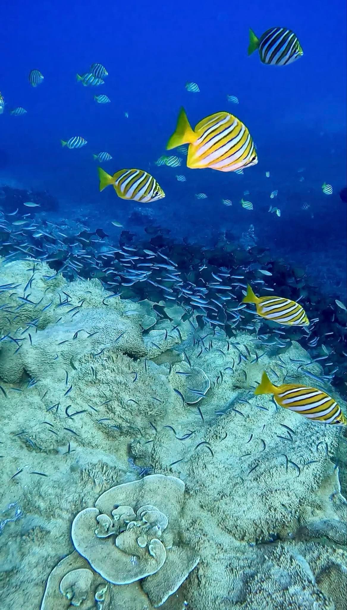 4 Mile Reef Dive Adventure with Swan Dive in Busselton