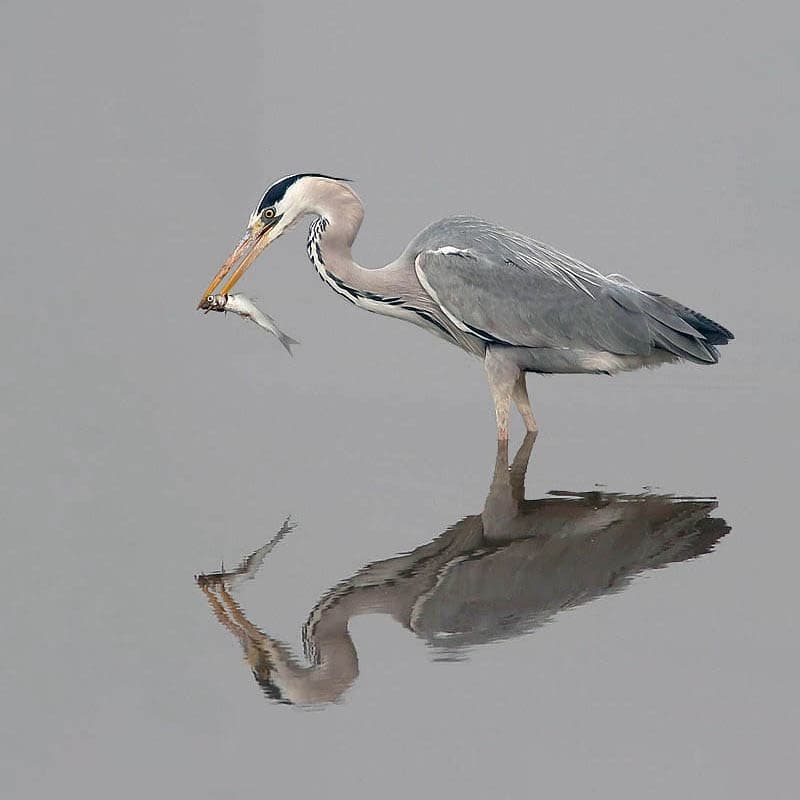Wildlife & Bird Watching with CulatraTours in Ria Formosa
