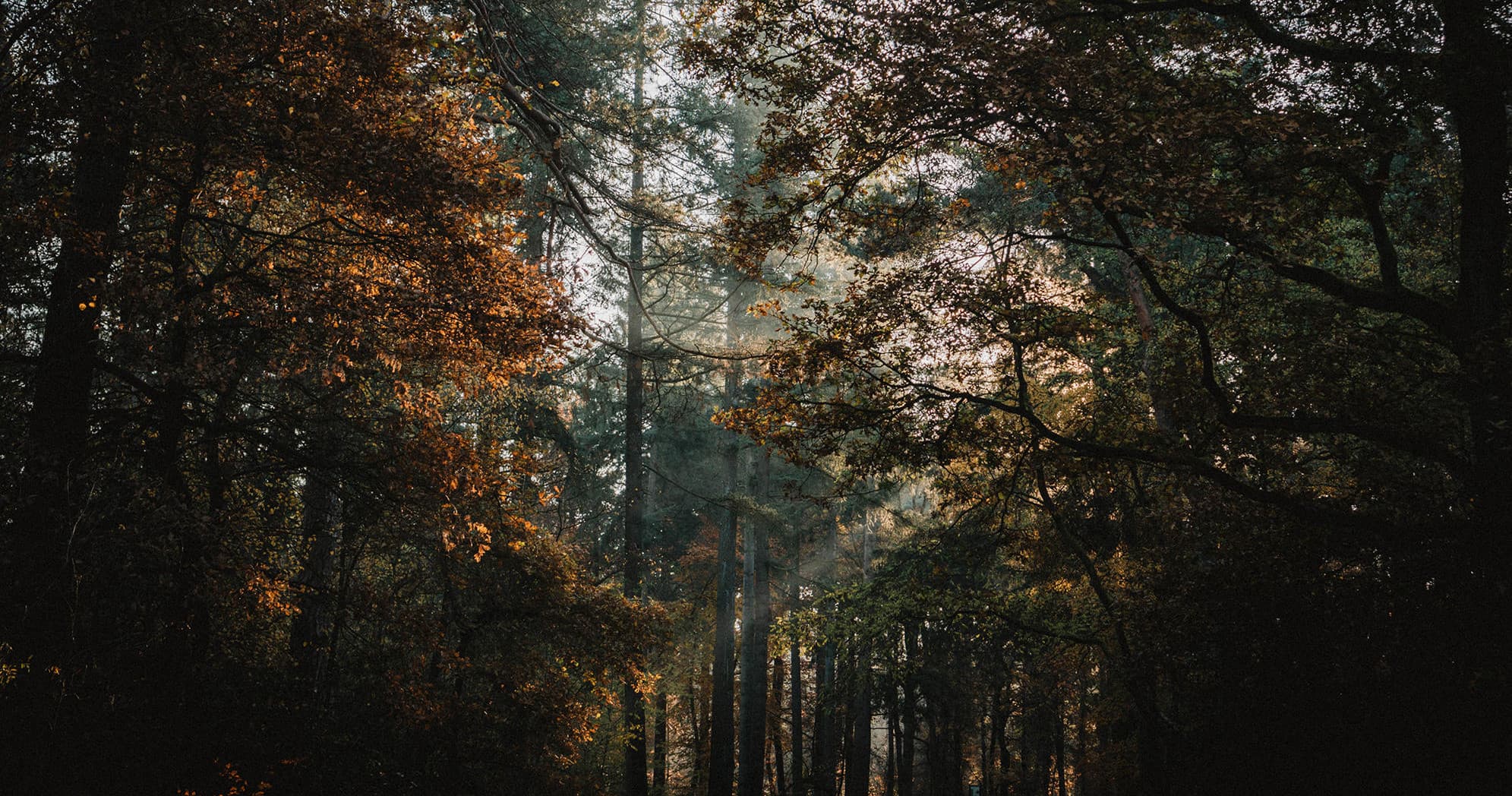 Sunlit forest trail through dense woodland, panoramic nature view