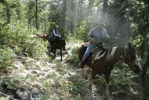 Horsepack trip through sunlit forest trail, backcountry exploration