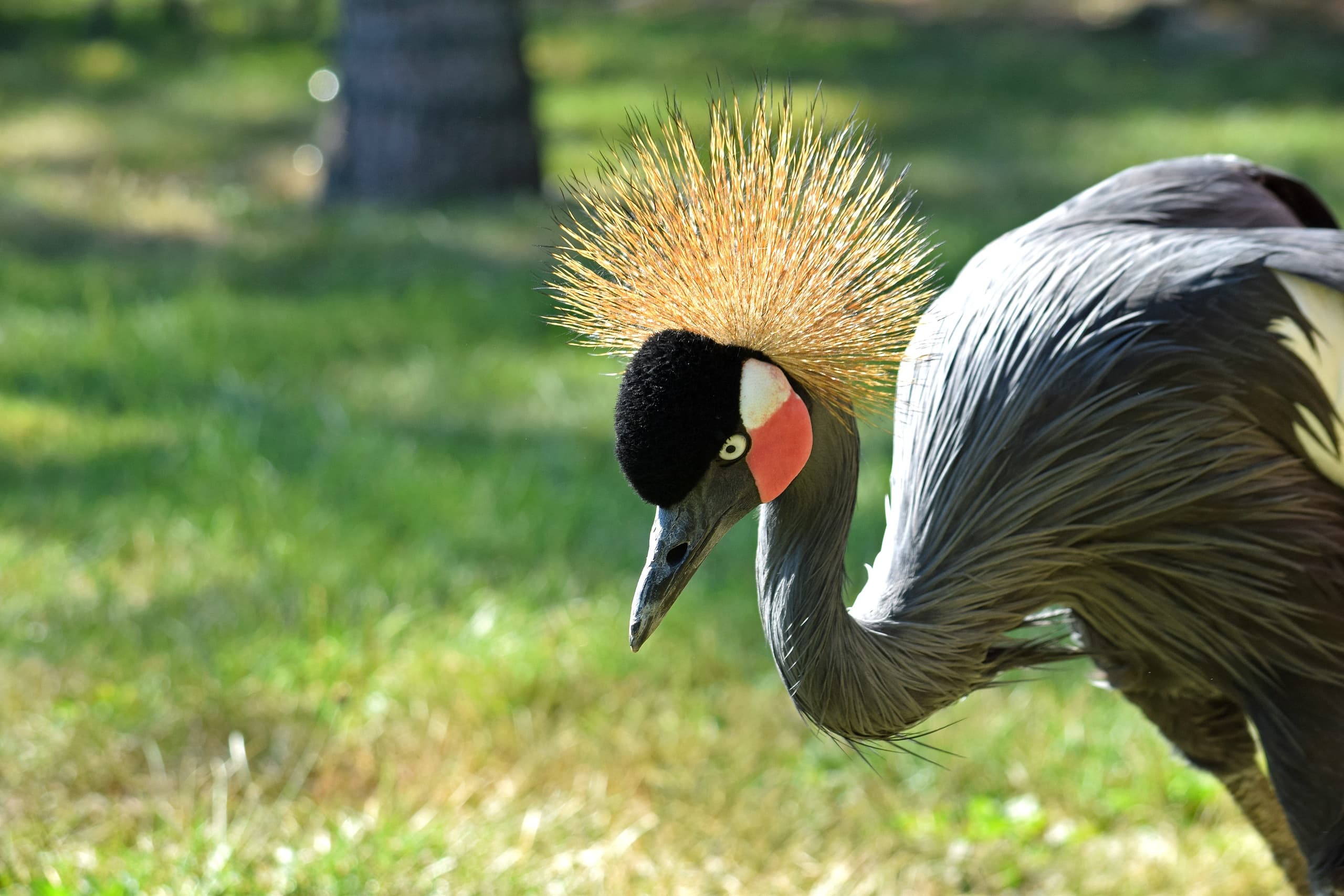 Up-Close with Elegance: West African Crowned Crane Encounter in Schnecksville, PA